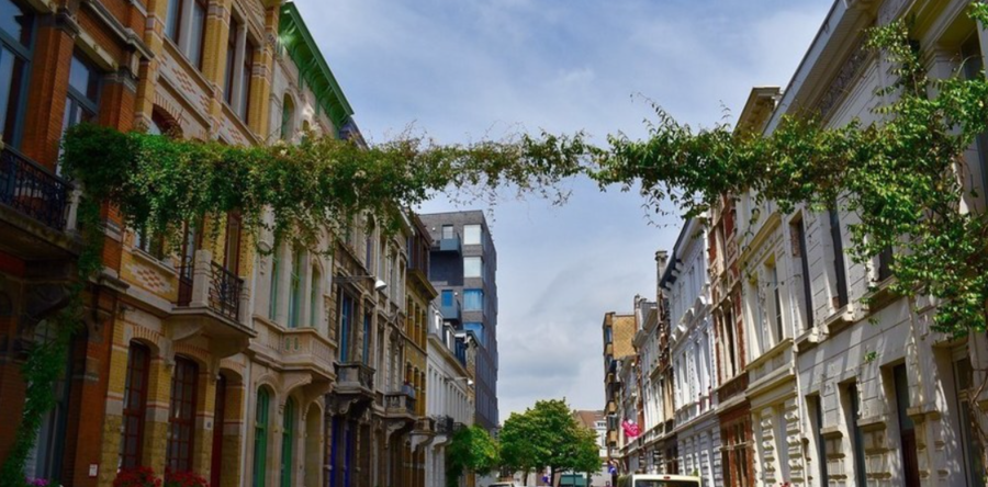 Groenslinger tussen twee gevels. Groenslinger tussen twee gevels.